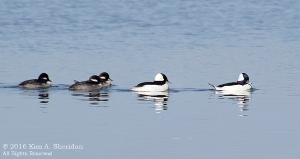 151225_TX White Rock Lake_4757acs