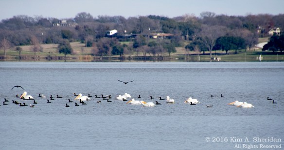 151229_TX White Rock Lake_5016acs