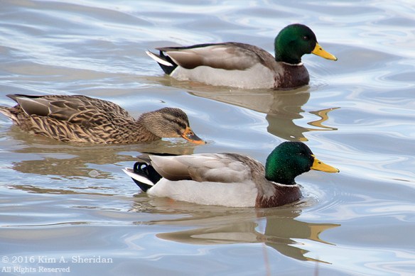 151229_TX White Rock Lake_5083acs