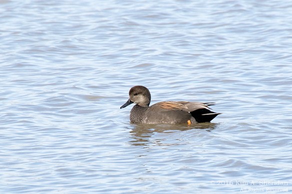 151229_TX White Rock Lake_5127acs