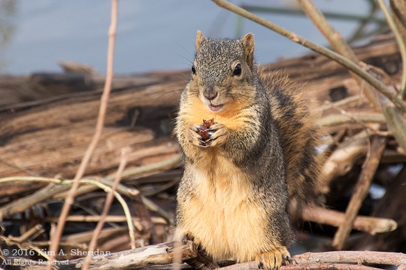 151229_TX White Rock Lake_5177acs