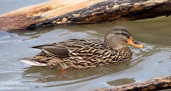 151229_TX White Rock Lake_5235acs