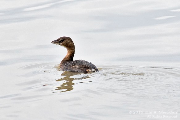 151229_TX White Rock Lake_5243acs