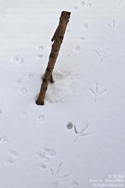 160126_PA HNWR Snow Tracks_7740acs