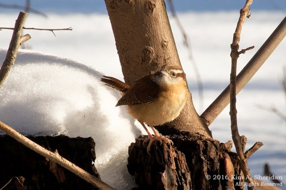 160127_PA Glendale Park Snow_8320acs