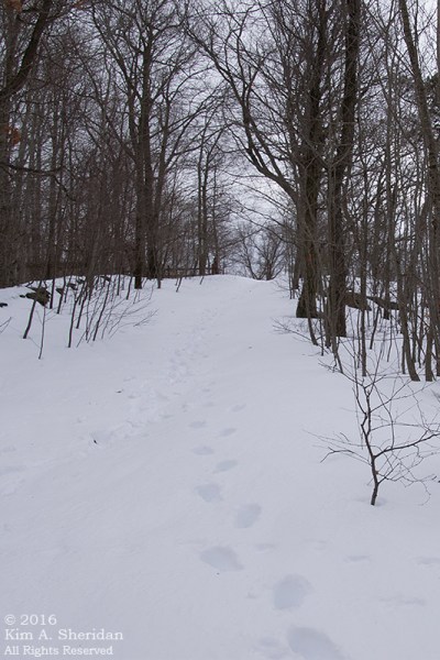 160129_PA Holtwood Pinnacle Snow_8448acs