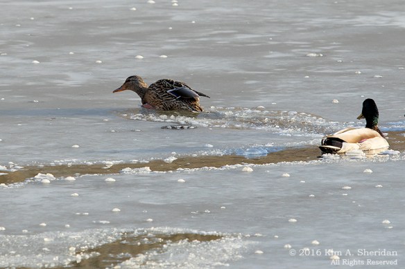 160202_PA HNWR Ducks_9381acs