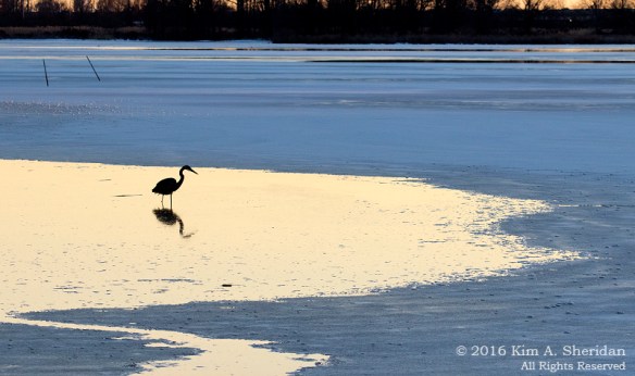 160202_PA HNWR GBH_9535acs