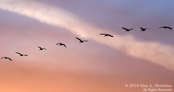 160202_PA HNWR Geese_9557ac