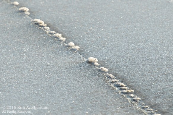 160202_PA HNWR Ice_9423acs