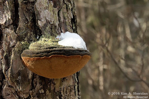 160206_NJ Pines Penn Forest Snow_9603acs