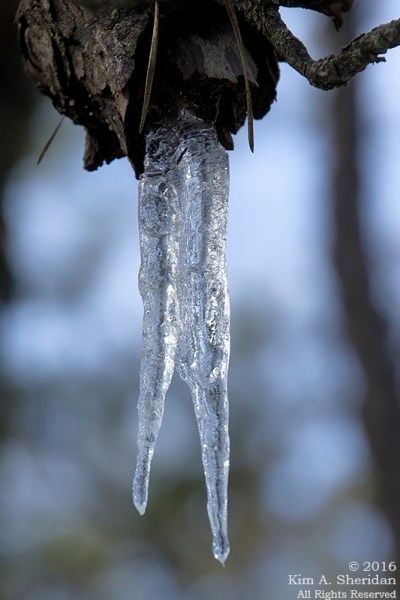 160206_NJ Pines Penn Forest Snow_9650acs