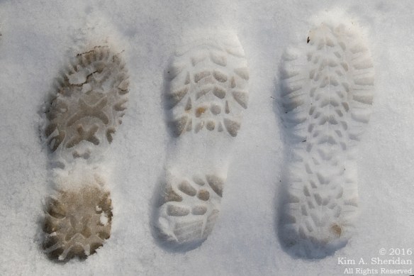 160206_NJ Pines Penn Forest Snow_9668acs