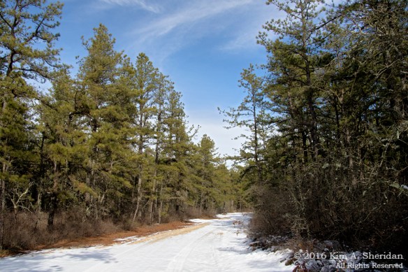 160206_NJ Pines Penn Forest Snow_9672acs