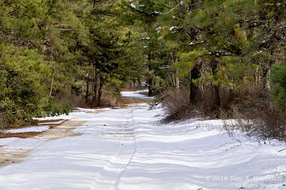 160206_NJ Pines Penn Forest Snow_9696acs