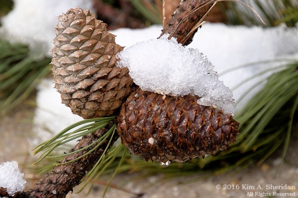 160206_NJ Pines Penn Forest Snow_9772acs