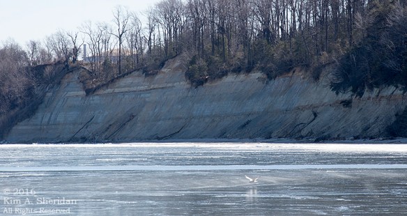 160214_MD Flag Ponds Nature Park_0252a