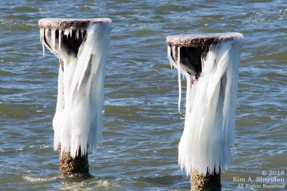 160214_MD Point Lookout_9974acs