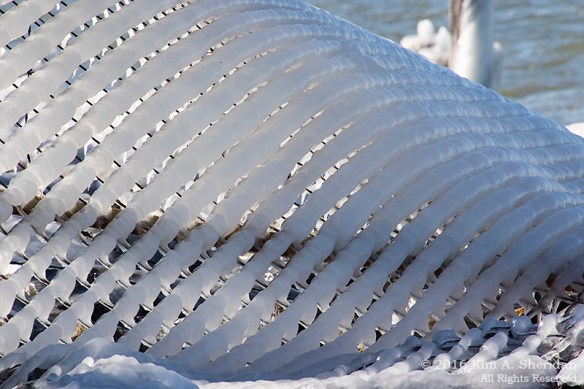 160214_MD Point Lookout_9981acs