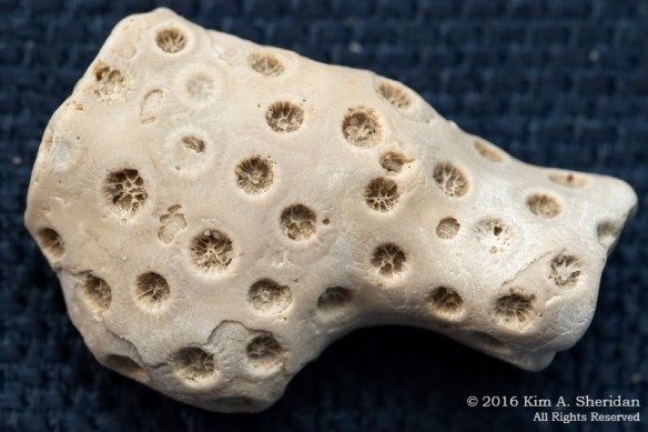 160302_MD Fossil Hunting_1612acs copy