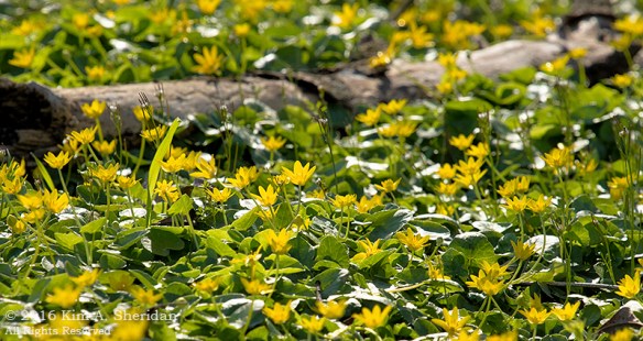 160322_PA HNWR Early Spring_2492acs