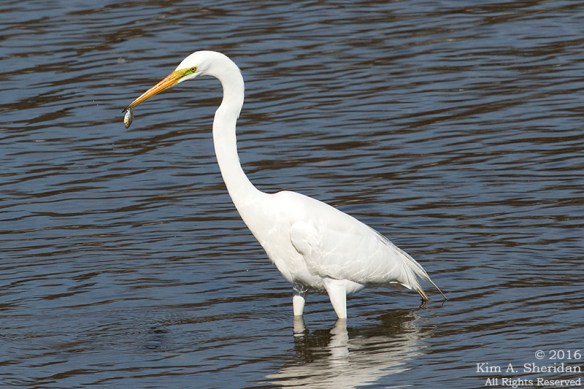 160322_PA HNWR Early Spring_2560acs