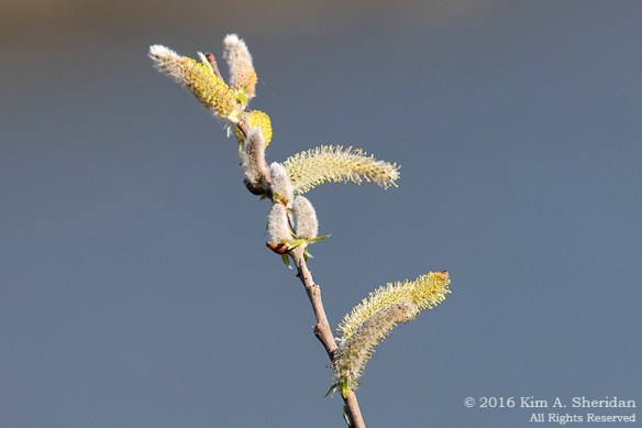 160322_PA HNWR Early Spring_2573acs