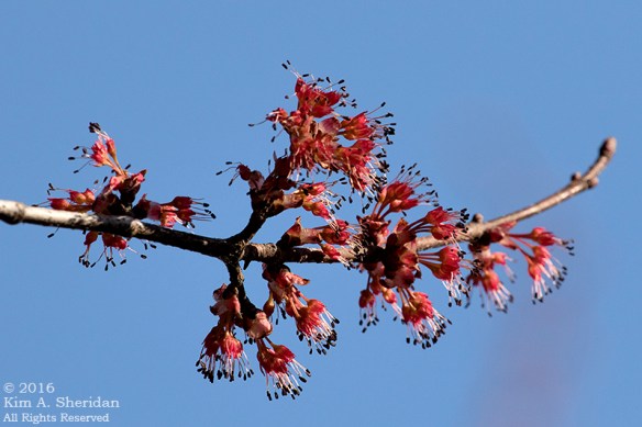160322_PA HNWR Early Spring_2699acs