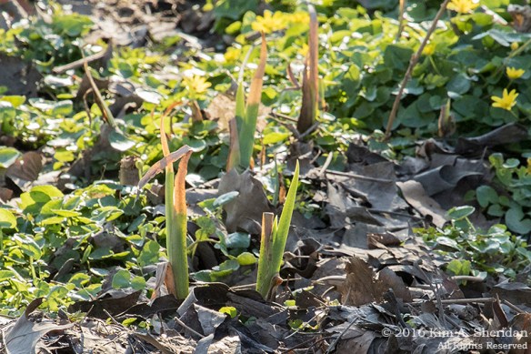 160322_PA HNWR Early Spring_2716acs