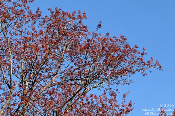 160322_PA HNWR Early Spring_2779acs