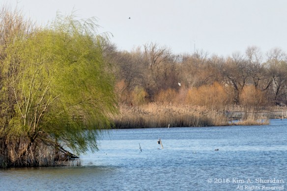 160322_PA HNWR Early Spring_3075a