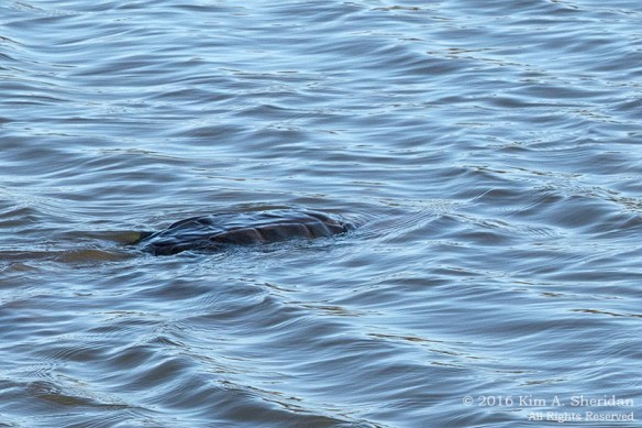 160322_PA HNWR Early Spring_3106acs