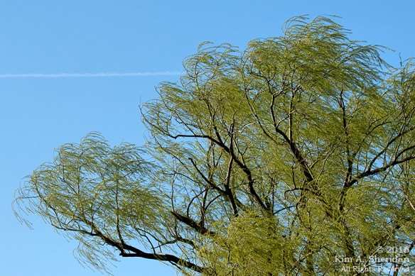 160322_PA HNWR Early Spring_3126acs