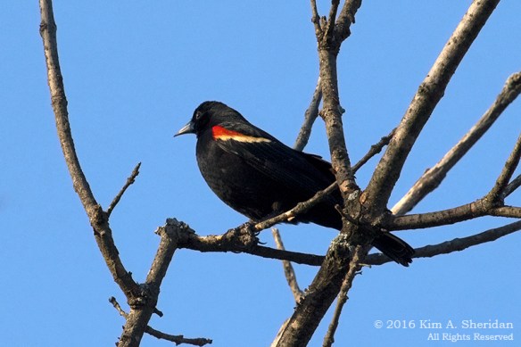 160322_PA HNWR Early Spring_3198acs