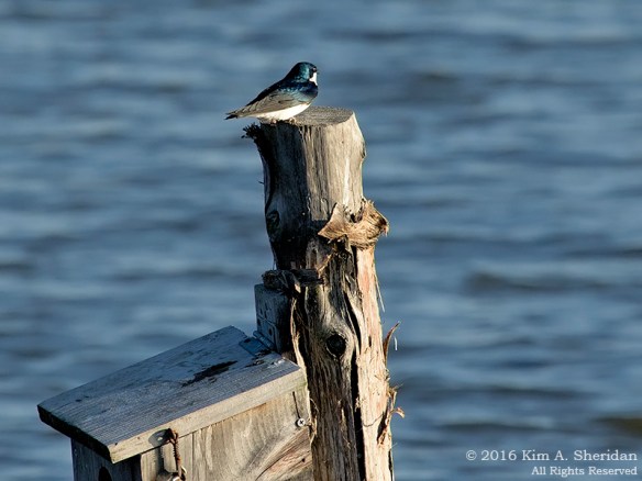 160322_PA HNWR Early Spring_3230acs
