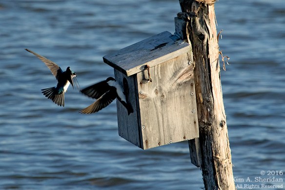 160322_PA HNWR Early Spring_3263acs