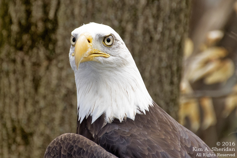 BAld Eagle