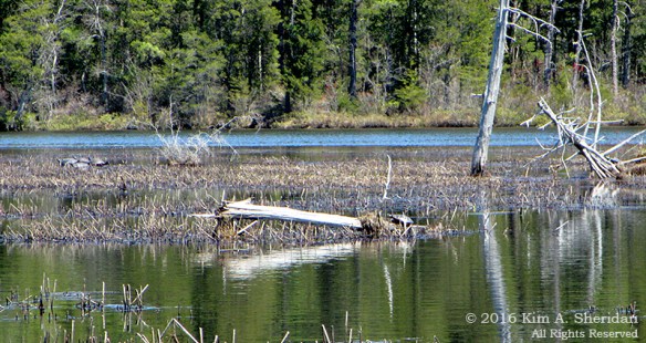 160418_NJ Oswego Lake Kayak_3357acs