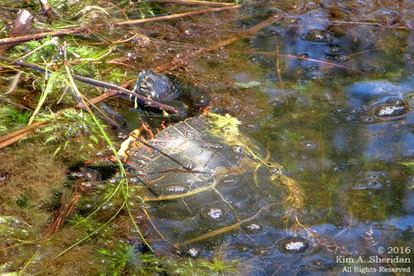 160418_NJ Oswego Lake Kayak_3415acs