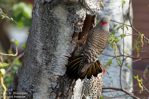 160421_PA Home Flicker Nest Excavation_6051acs
