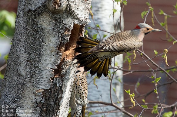 160421_PA Home Flicker Nest Excavation_6053a