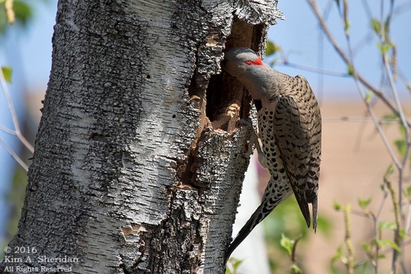 160421_PA Home Flicker Nest Excavation_6218acs