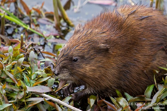 Muskrat
