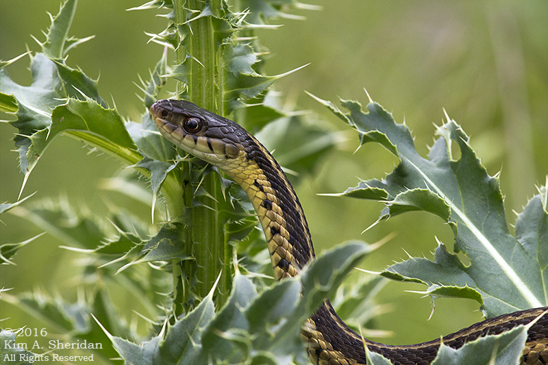 Garter Snake