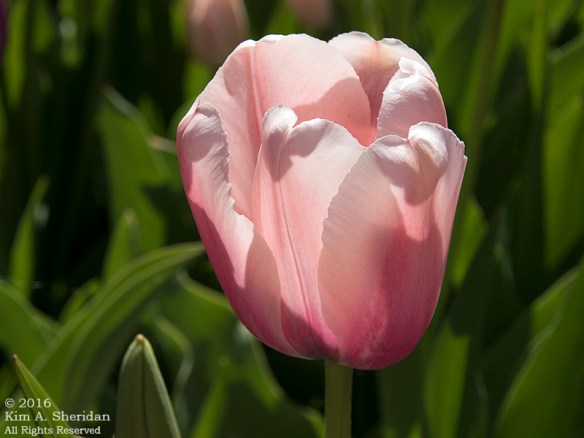 160420_DE Mt Cuba_5741acs