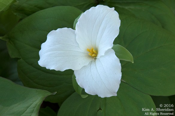 160420_DE Mt Cuba_5755acs