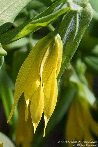 160420_DE Mt Cuba_5758acs