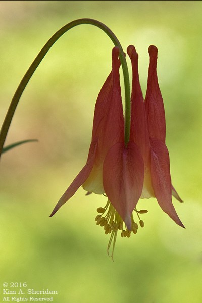 160420_DE Mt Cuba_5764acs