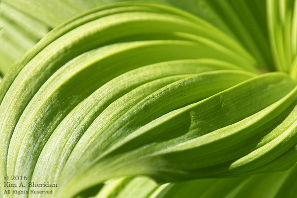 160420_DE Mt Cuba_5835acs