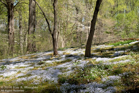 160420_DE Mt Cuba_5850acs